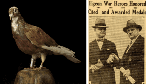 On the right is a side profile of taxidermy brown and gray pigeon with a small cylinder vial attached to one leg. On the left is a yellowed image of a newspaper cut out from the Washington Herald, March 22, 1931. The article is titled “Pigeon War Heroes Honored. Cited and Awarded Medals.” The article contains one photo of two men. The on the right is one man holding Mocker in one hand while he accepts an award in his other hand. The man on the right is presenting the award.