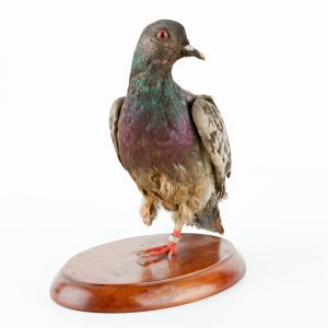 Homing pigeon missing right leg, stuffed and mounted on wooden mount.