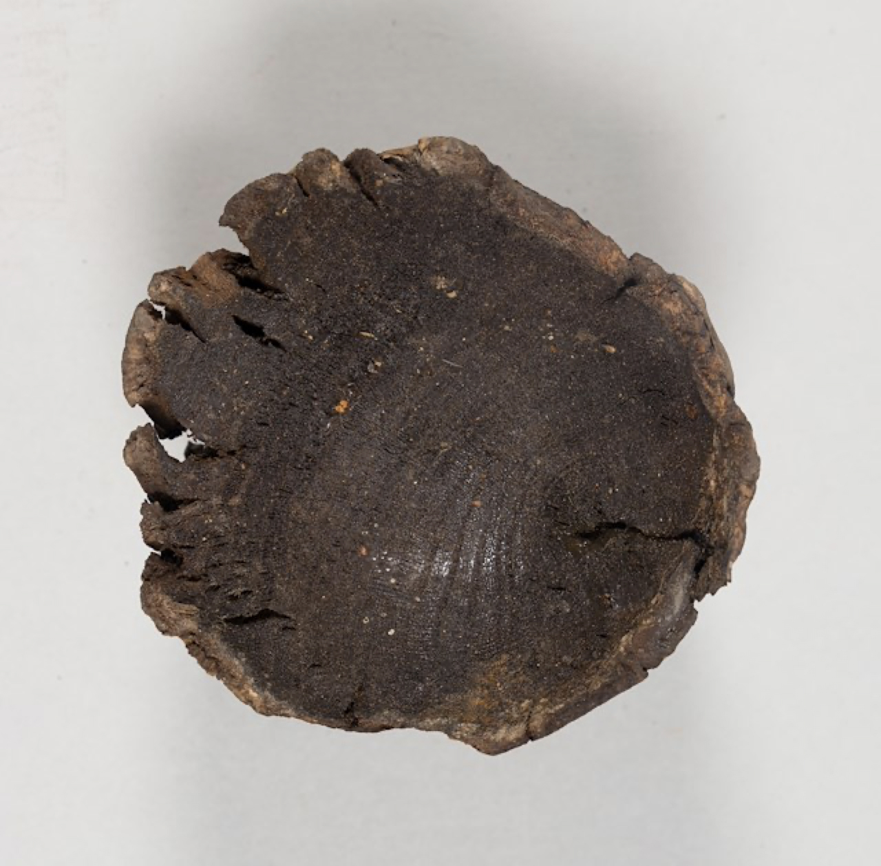 Strapped shot or fixed shot, ca. 1776-1781. This ammunition was designed for a British 3-pounder cannon. The cannonball would have been attached to the wooden base. The wooden base would also have had a bag of gunpowder tied to it. The grooves in the wooden base show where the straps holding the cannonball and the bag of gunpowder would have been. Object ID 2024.7.7a-b. Courtesy of the Fort Ticonderoga Museum Collection.